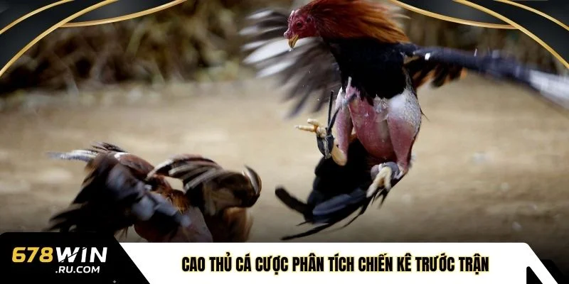 Cao thủ cá cược phân tích chiến kê trước trận