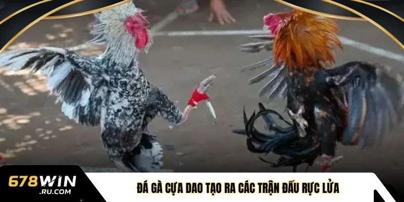 Đá gà cựa dao tạo ra các trận đấu rực lửa