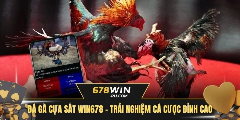 Đá gà cựa sắt