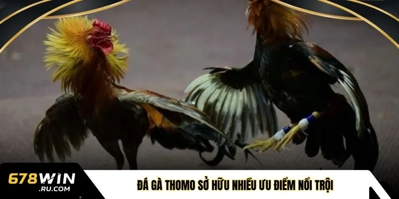 Đá gà Thomo sở hữu nhiều ưu điểm nổi trội