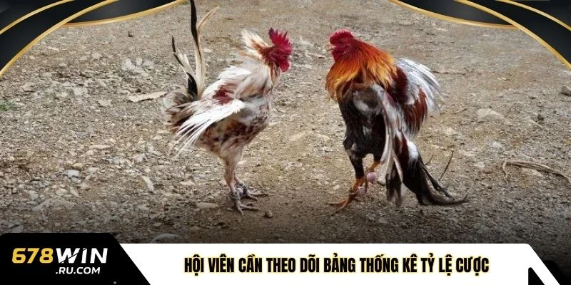 Hội viên cần theo dõi bảng thống kê tỷ lệ cược