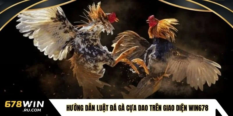 Hướng dẫn luật đá gà cựa dao trên giao diện WIN678