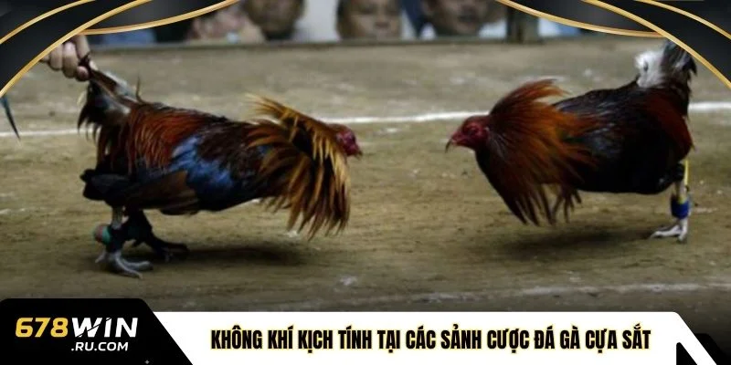 Không khí kịch tính tại các sảnh cược đá gà cựa sắt