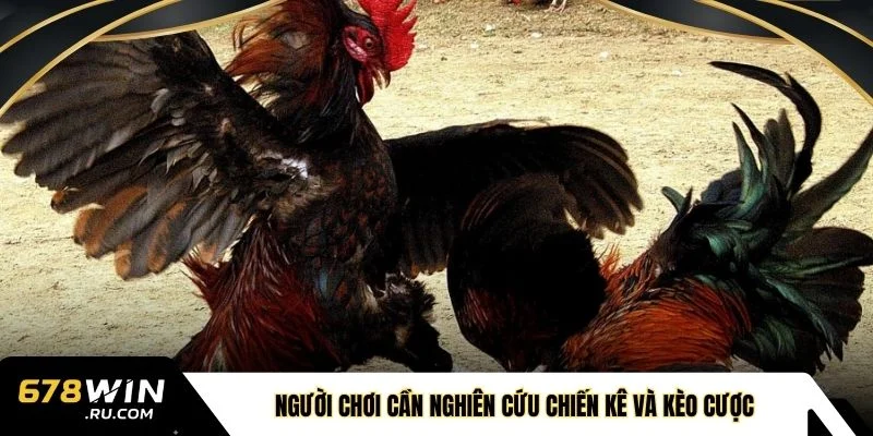 Người chơi cần nghiên cứu chiến kê và kèo cược