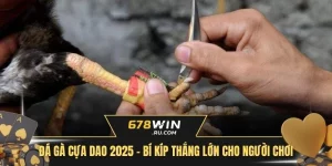 Đá gà cựa dao