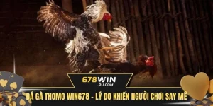 Đá gà Thomo